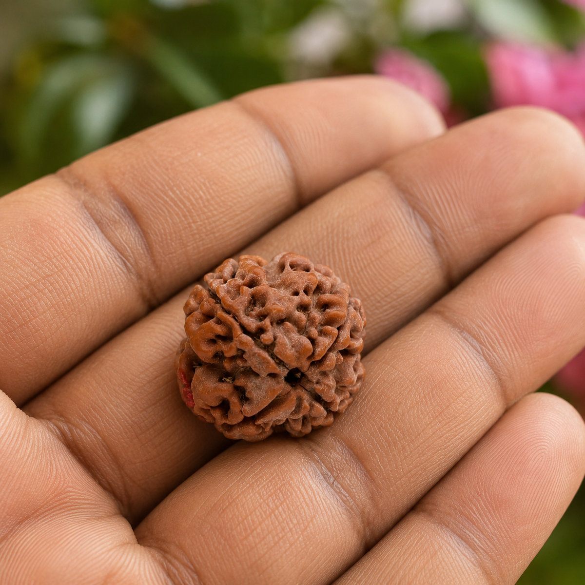 Nepal Origin 4 Mukhi Rudraksha - 17mm to 22mm