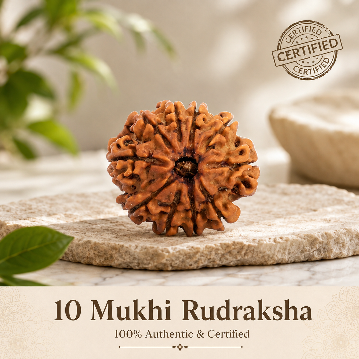 Nepal Origin 10 Mukhi Rudraksha - 17mm to 22mm