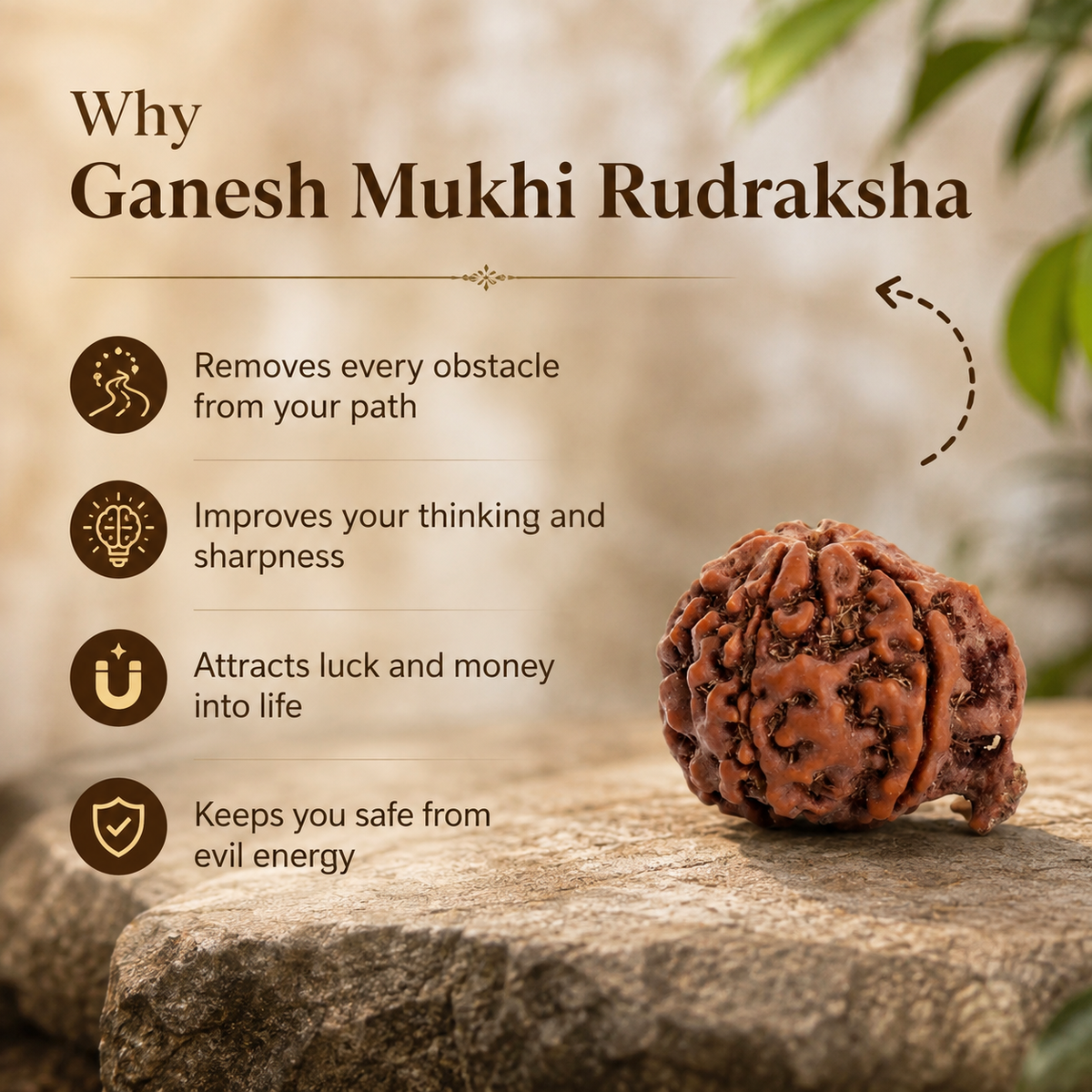 Nepal Origin Ganesh Mukhi Rudraksha - 17mm to 22mm
