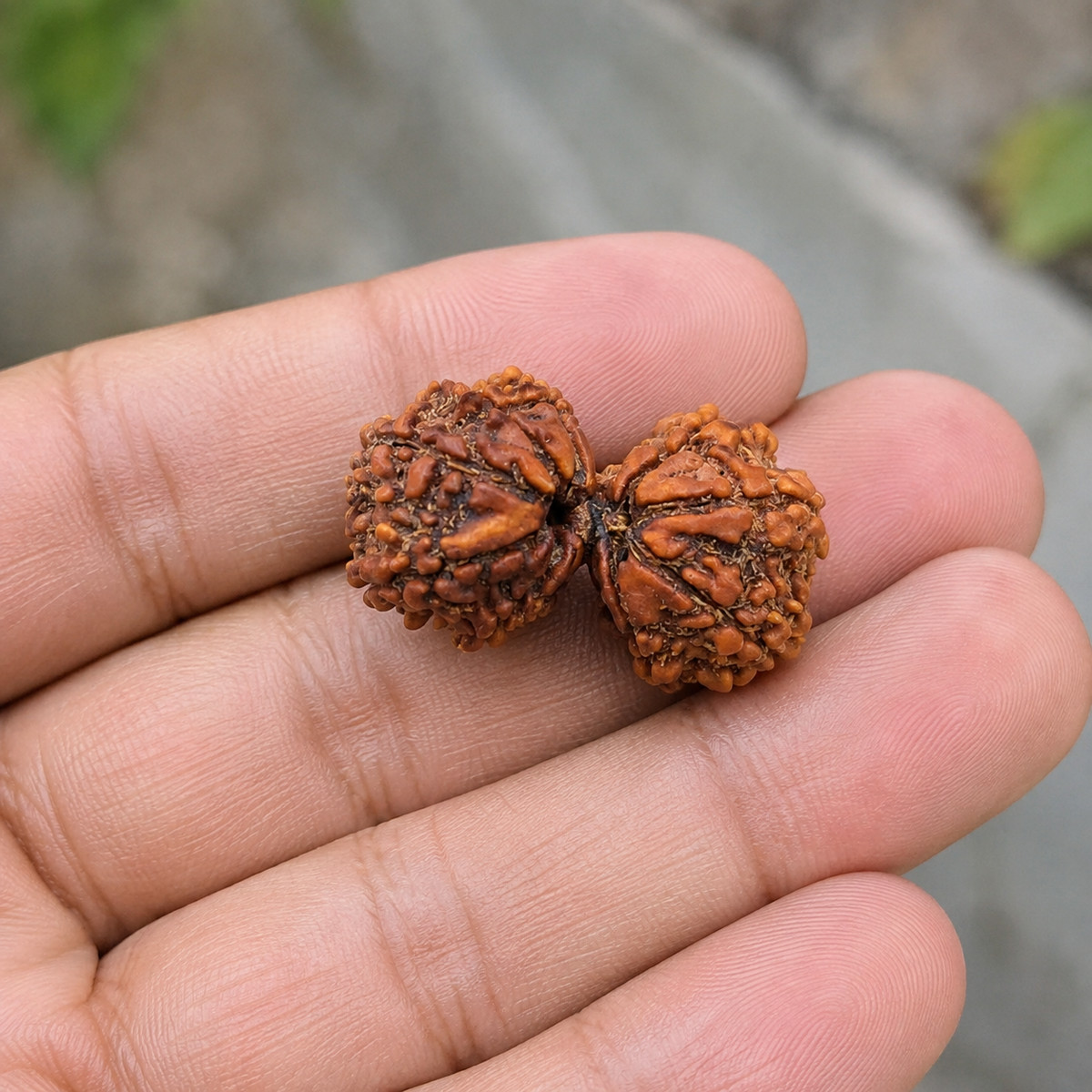 Nepal Origin Gauri Shankar Rudraksha - 17mm to 22mm