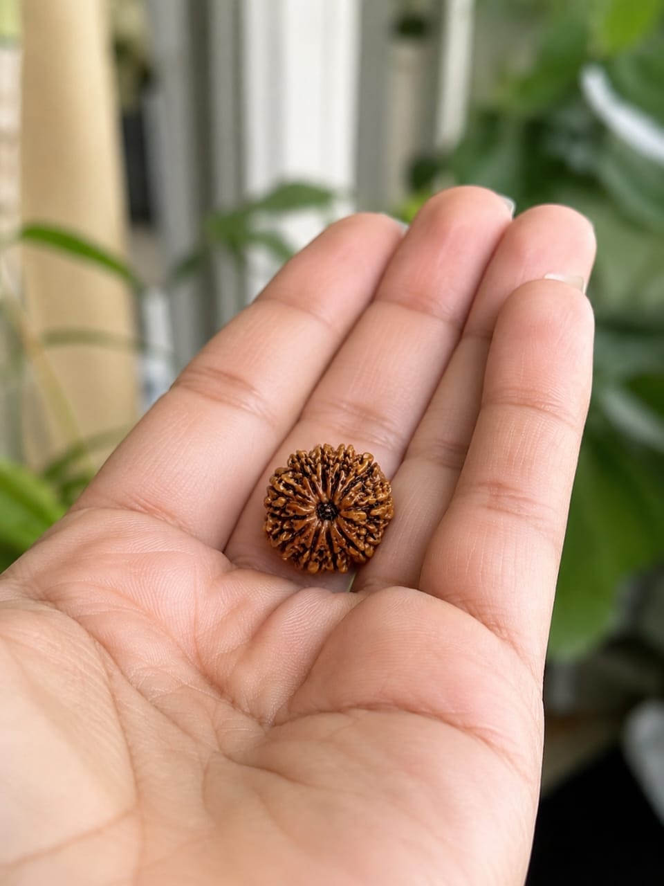 Nepal Origin 12 Mukhi Rudraksha - 17mm to 22mm