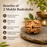 Nepal Origin 2 Mukhi Rudraksha - 17mm to 22mm