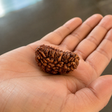 1 Mukhi Rudraksha Moon (Kaju Shape) - Indian Origin