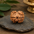 Nepal Origin 2 Mukhi Rudraksha - 17mm to 22mm