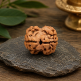 Nepal Origin 2 Mukhi Rudraksha - 17mm to 22mm