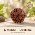 Nepal Origin 6 Mukhi Rudraksha - 17mm to 22mm