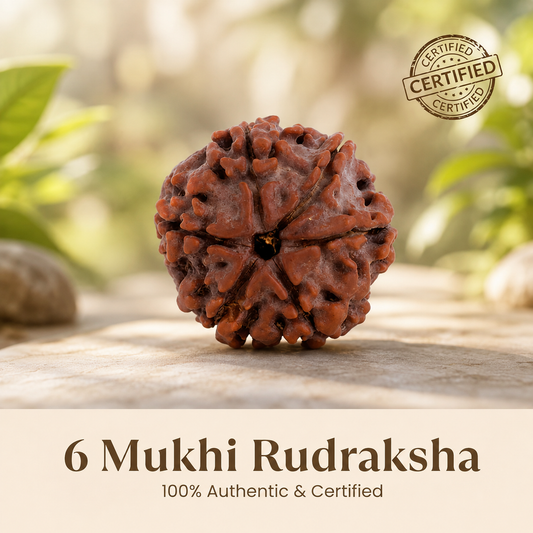 Nepal Origin 6 Mukhi Rudraksha - 17mm to 22mm