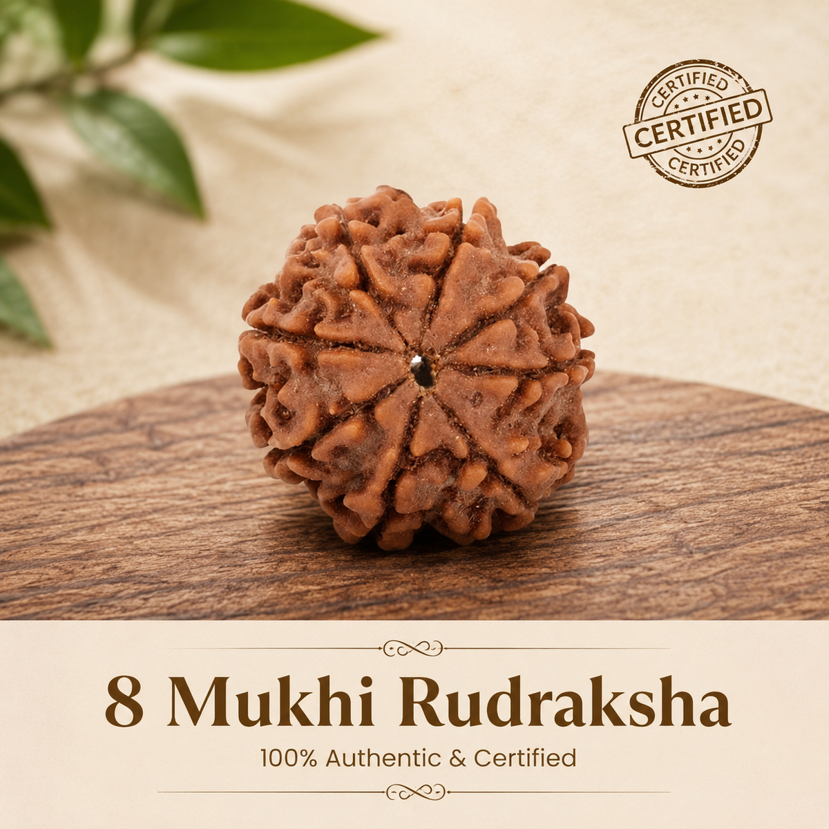 Nepal Origin 8 Mukhi Rudraksha - 17mm to 22mm