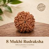 Nepal Origin 8 Mukhi Rudraksha - 17mm to 22mm