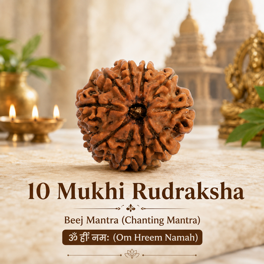 Nepal Origin 10 Mukhi Rudraksha - 17mm to 22mm