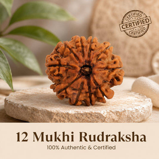 Nepal Origin 12 Mukhi Rudraksha - 17mm to 22mm