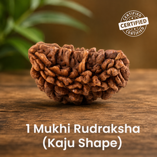 1 Mukhi Rudraksha Moon (Kaju Shape) - Indian Origin