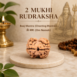 Nepal Origin 2 Mukhi Rudraksha - 17mm to 22mm
