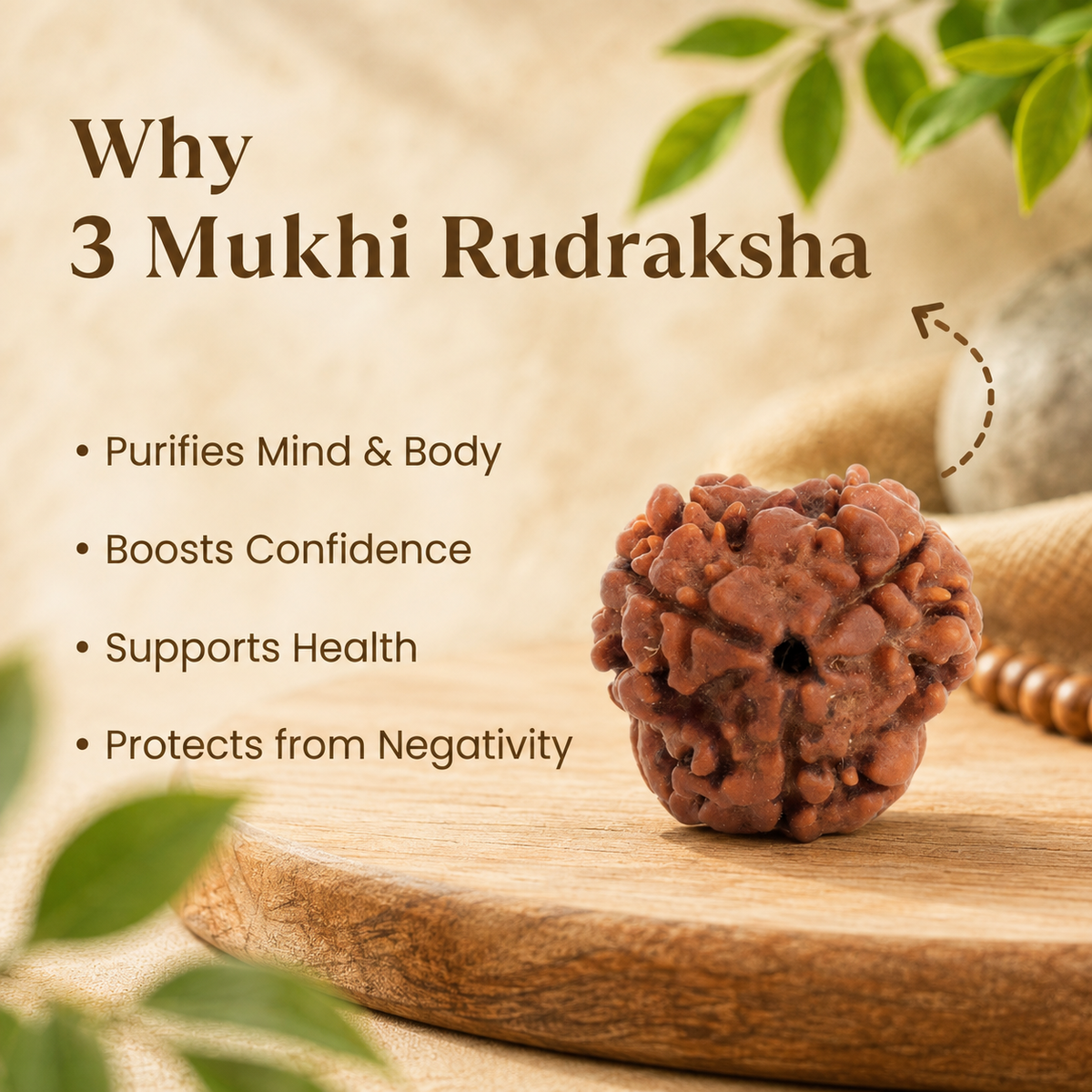 Nepal Origin 3 Mukhi Rudraksha -17mm to 22mm