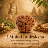 Nepal Origin 3 Mukhi Rudraksha -17mm to 22mm