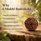 Nepal Origin 6 Mukhi Rudraksha - 17mm to 22mm