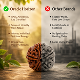 Nepal Origin 6 Mukhi Rudraksha - 17mm to 22mm