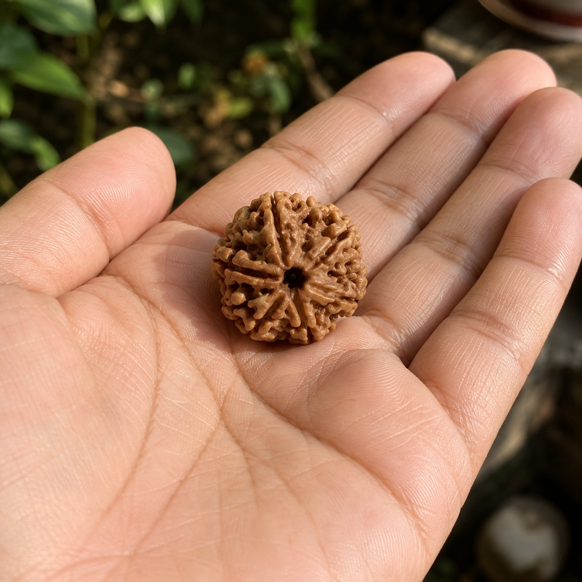 Nepal Origin 6 Mukhi Rudraksha - 17mm to 22mm