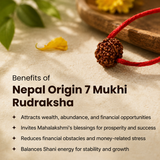 Nepal Origin 7 Mukhi Rudraksha - 17mm to 22mm
