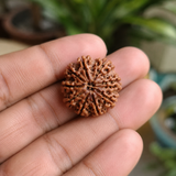 Nepal Origin 9 Mukhi Rudraksha - 17mm to 22mm