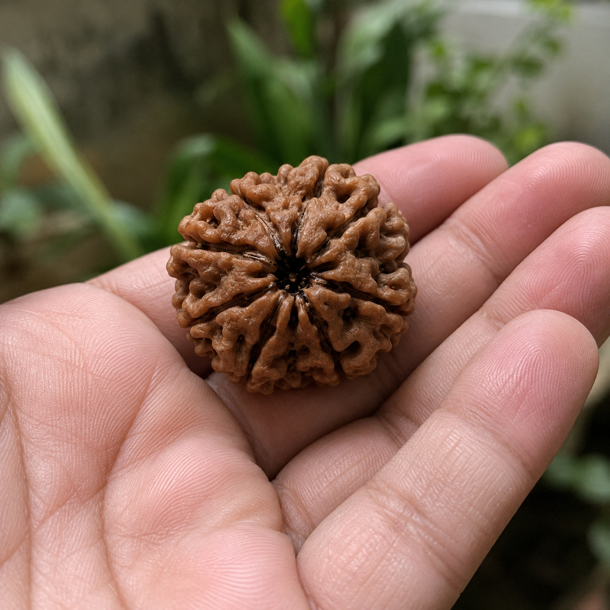 Nepal Origin 8 Mukhi Rudraksha - 17mm to 22mm