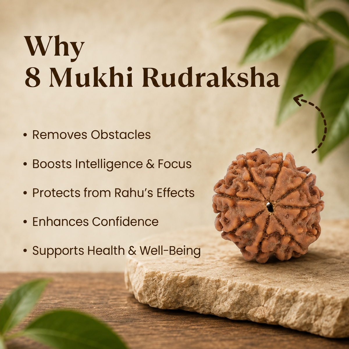 Nepal Origin 8 Mukhi Rudraksha - 17mm to 22mm