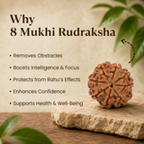 Nepal Origin 8 Mukhi Rudraksha - 17mm to 22mm