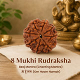 Nepal Origin 8 Mukhi Rudraksha - 17mm to 22mm