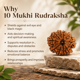 Nepal Origin 10 Mukhi Rudraksha - 17mm to 22mm