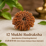 Nepal Origin 12 Mukhi Rudraksha - 17mm to 22mm