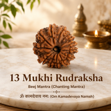 Nepal Origin 13 Mukhi Rudraksha - 17mm to 22mm