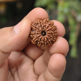 Nepal Origin 13 Mukhi Rudraksha - 17mm to 22mm