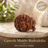 Nepal Origin Ganesh Mukhi Rudraksha - 17mm to 22mm