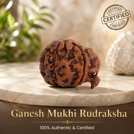 Nepal Origin Ganesh Mukhi Rudraksha - 17mm to 22mm