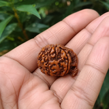 Nepal Origin Ganesh Mukhi Rudraksha - 17mm to 22mm