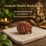 Nepal Origin Ganesh Mukhi Rudraksha - 17mm to 22mm