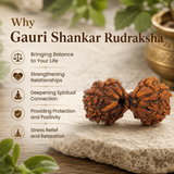 Nepal Origin Gauri Shankar Rudraksha - 17mm to 22mm