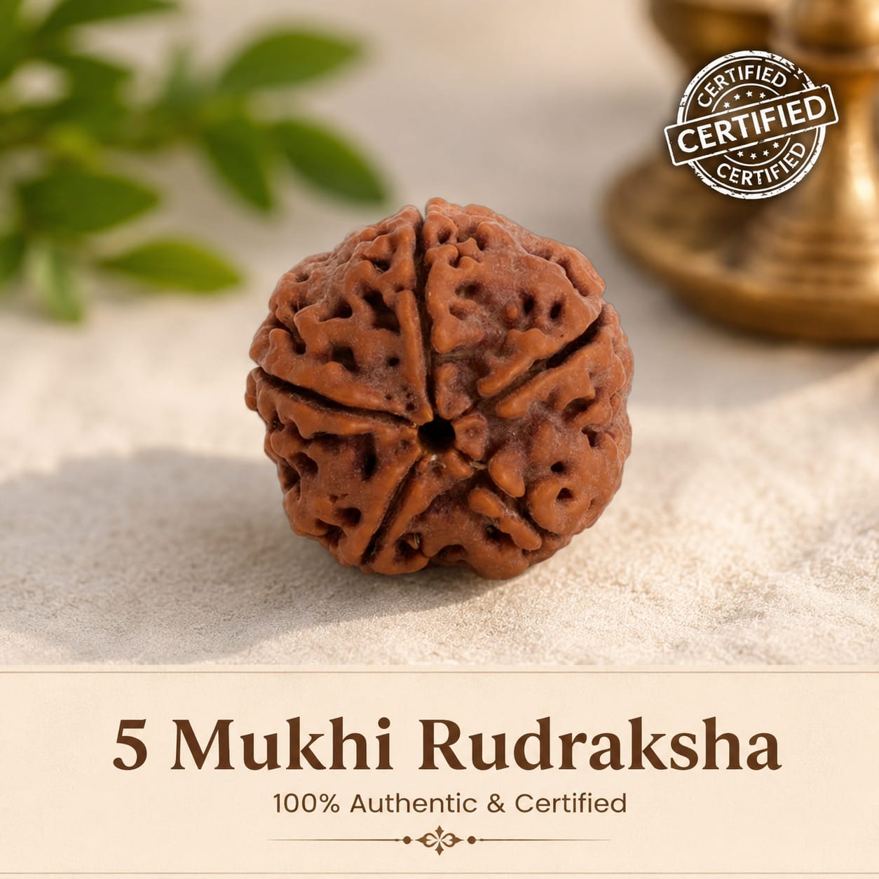 Oracle Horizon 5 Mukhi Rudraksha Bead 8mm
