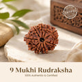 Nepal Origin 9 Mukhi Rudraksha - 17mm to 22mm