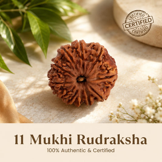 Nepal Origin 11 Mukhi Rudraksha - 17mm to 22mm