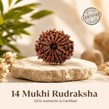 Nepal Origin 14 Mukhi Rudraksha - 17mm to 22mm