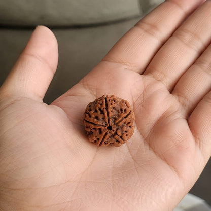 Oracle Horizon 5 Mukhi Rudraksha Bead 8mm