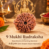 Nepal Origin 9 Mukhi Rudraksha - 17mm to 22mm