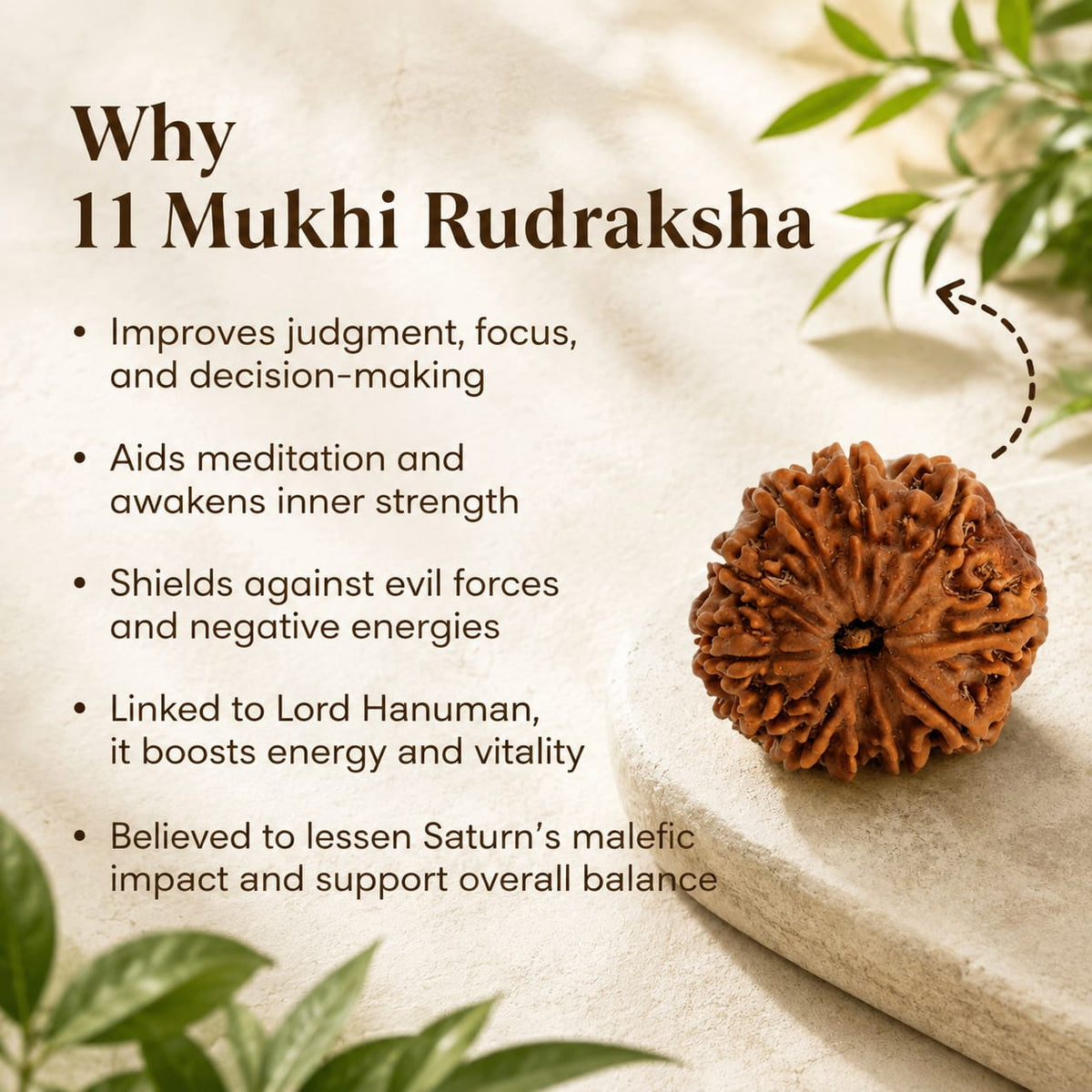 Nepal Origin 11 Mukhi Rudraksha - 17mm to 22mm