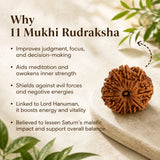 Nepal Origin 11 Mukhi Rudraksha - 17mm to 22mm