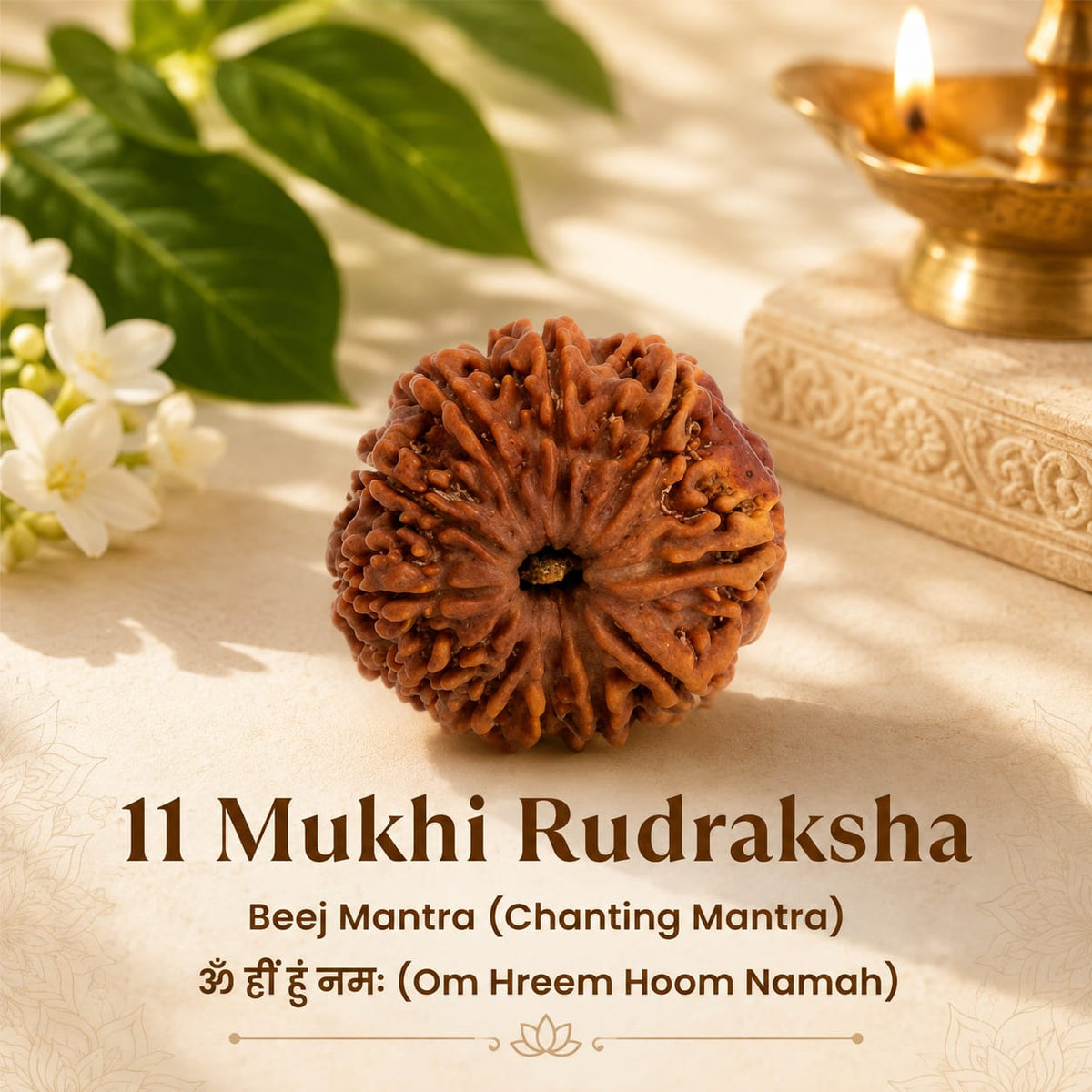 Nepal Origin 11 Mukhi Rudraksha - 17mm to 22mm