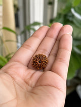 Nepal Origin 12 Mukhi Rudraksha - 17mm to 22mm