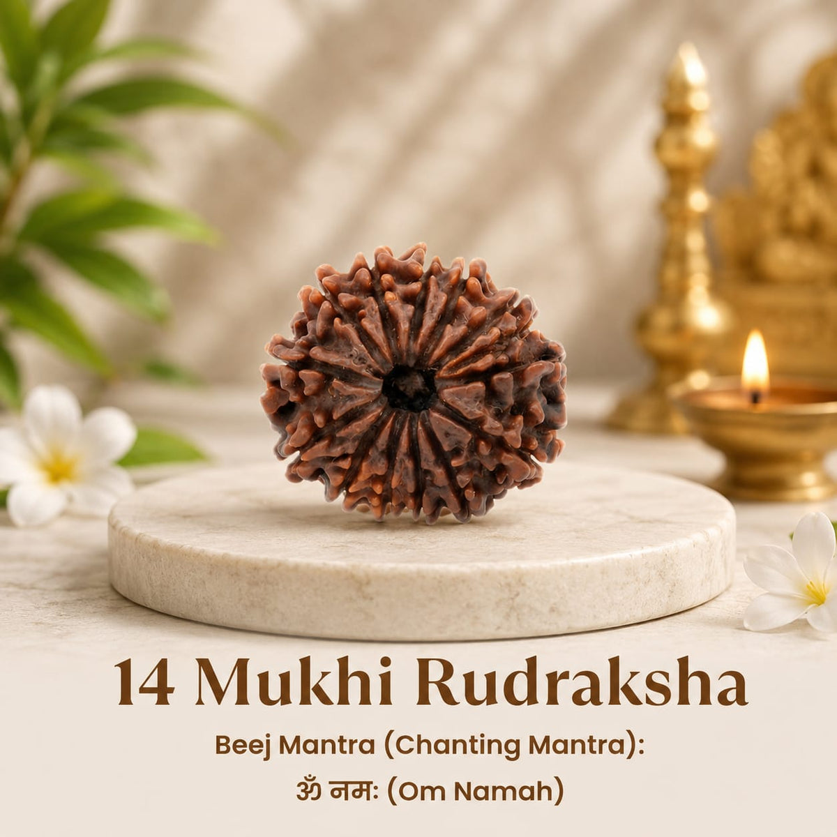 Nepal Origin 14 Mukhi Rudraksha - 17mm to 22mm