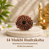 Nepal Origin 14 Mukhi Rudraksha - 17mm to 22mm