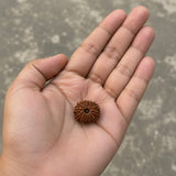 Nepal Origin 14 Mukhi Rudraksha - 17mm to 22mm